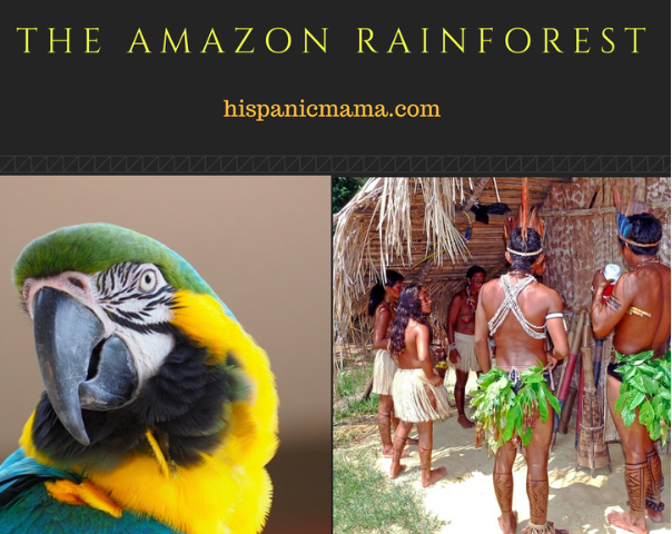 the amazon rainforest