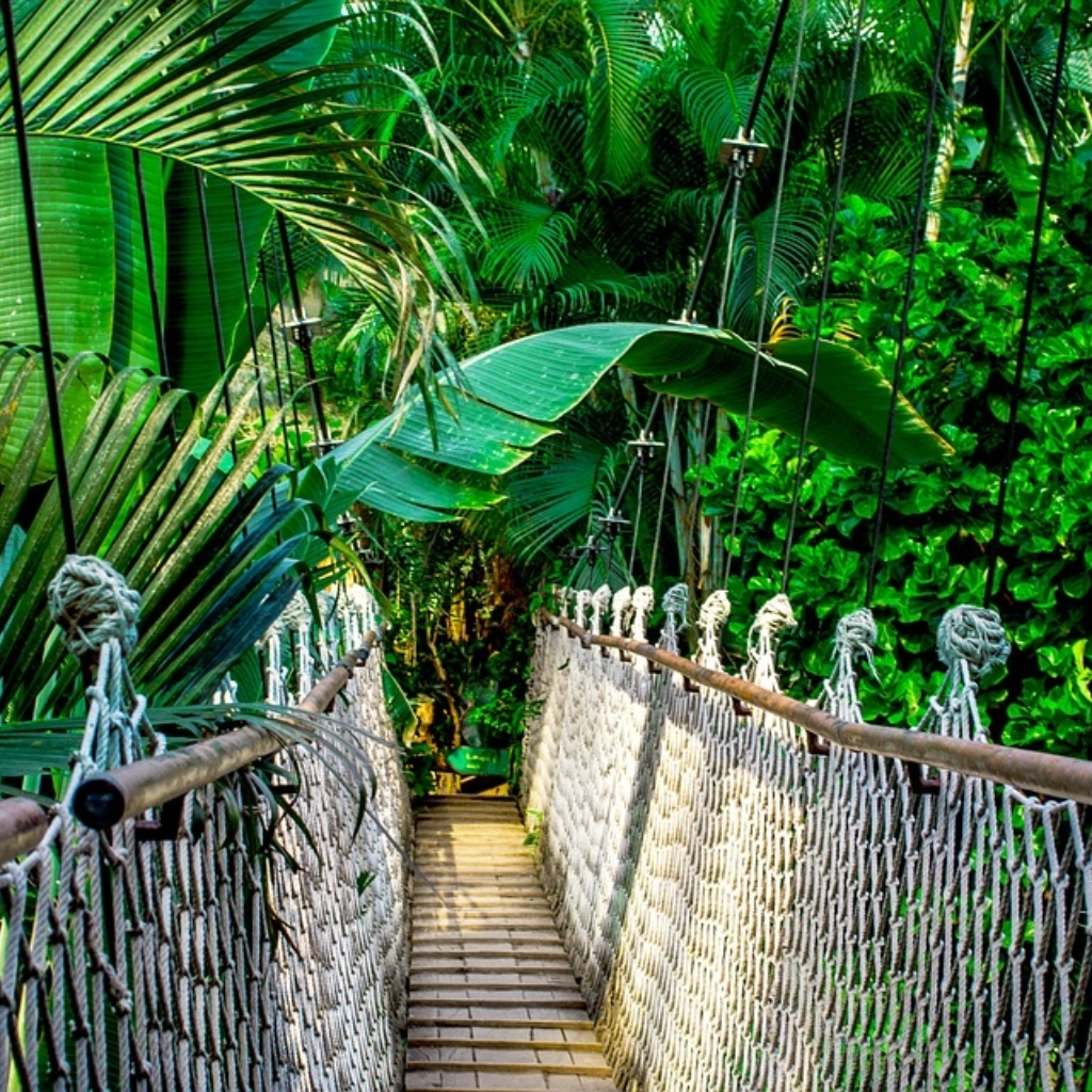 the amazon rainforest
