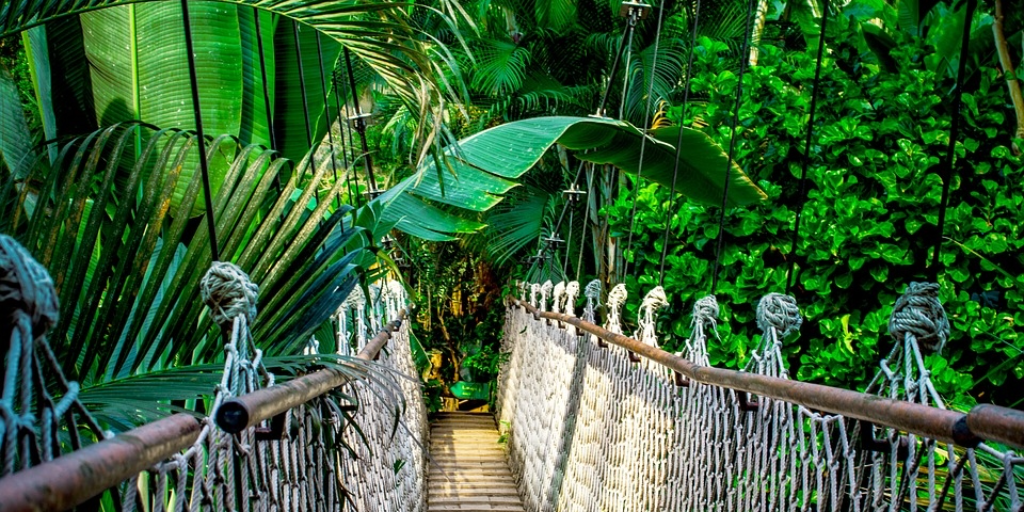 I Left My Heart in the Amazon Rainforest