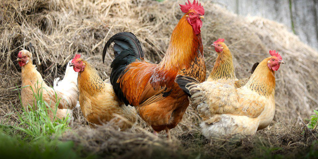 10 Farm Animals Songs in Spanish